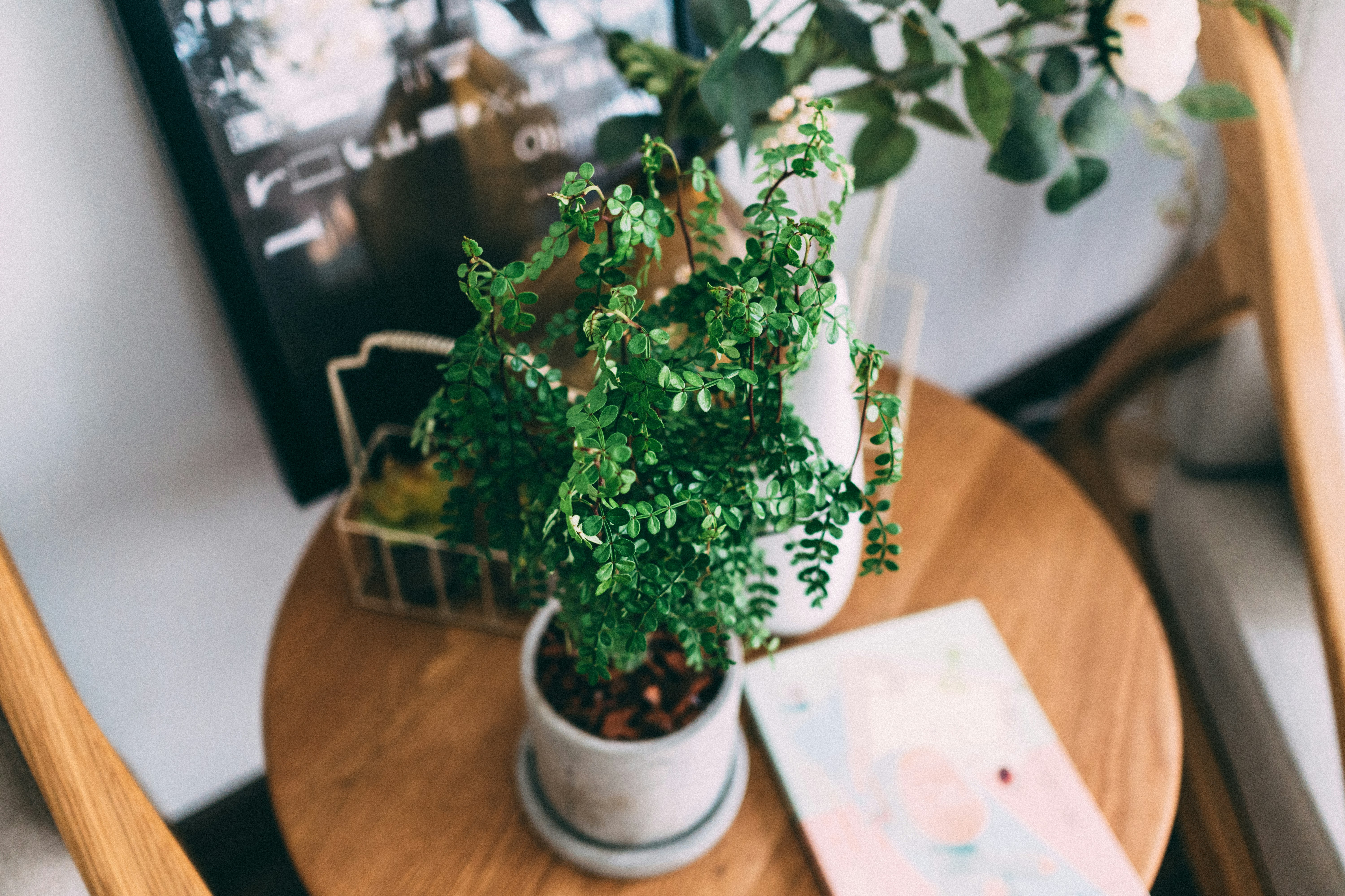 green leafed plant on brown wooden table inside room